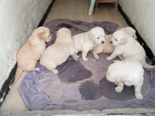 Golden Retriever Yavrular