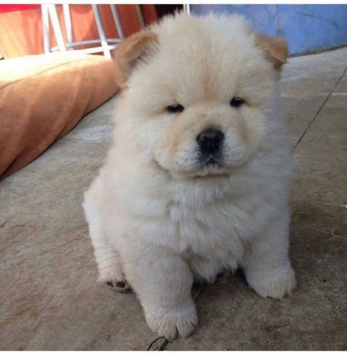 Sevimli Yavru Chow Chow Sevgi Dolu Yuvasını Arıyor