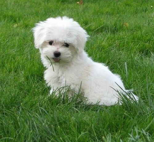 Acil Yuva Araniyo Maltes Terrier