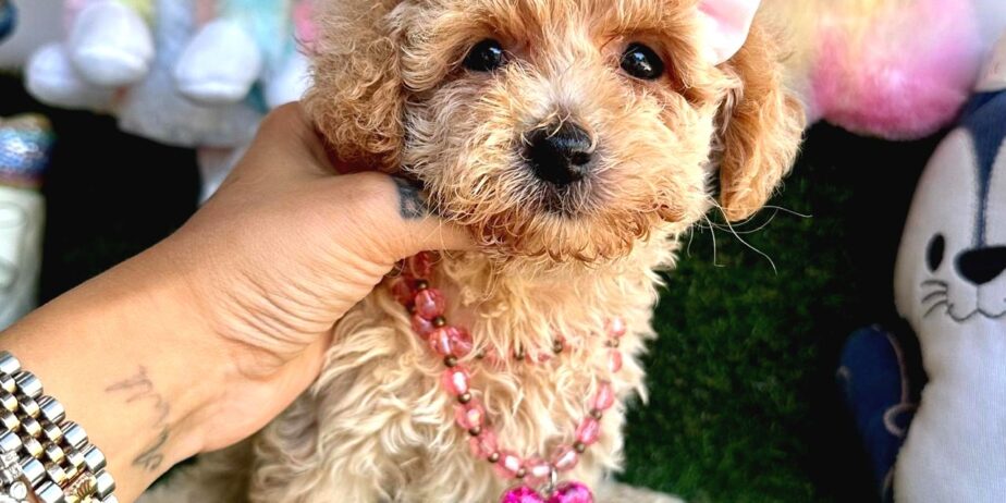 Maltipoo Ultra Mini Ve Teacup Yavrularımız