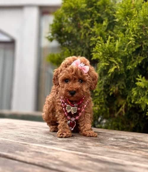 Sevimli Kore Orjinal Toy Poodle