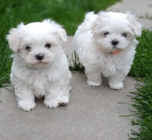 Acil Yuva Araniyo Maltes Terrier