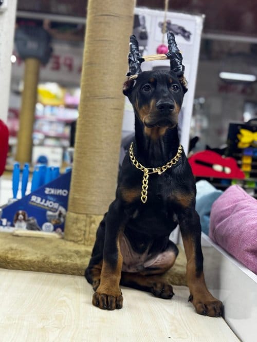 Üst Düzey Doberman Yavruları