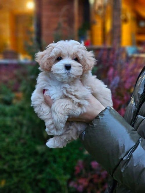 Aşılı Ve Tuvalet Eğitimli Maltese Terrier Yavruları