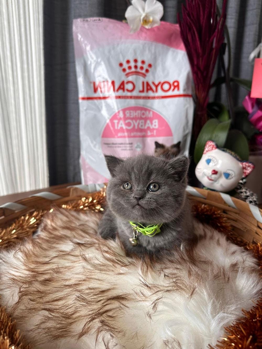 Ucretli Sahiplendirme Dünya Tatlısı British Shorthair