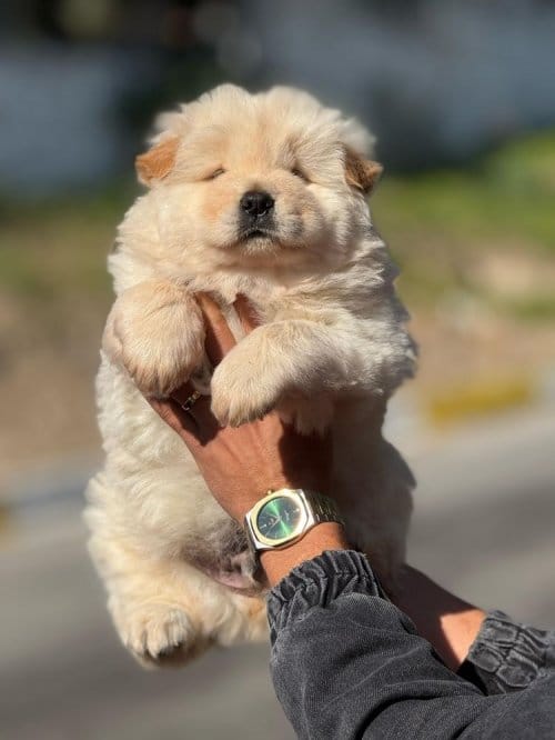IMG 20250216 WA0060 Chow Chow Yavruları Çin Aslanı
