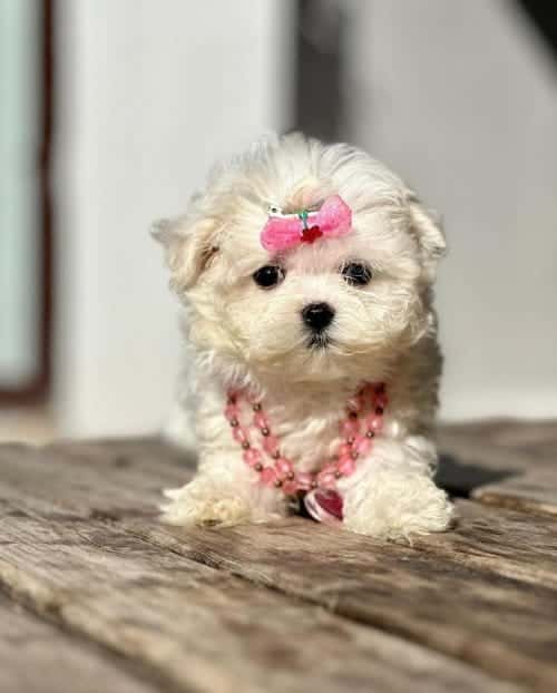 Tatlı Ve Güzel Kızım Bella