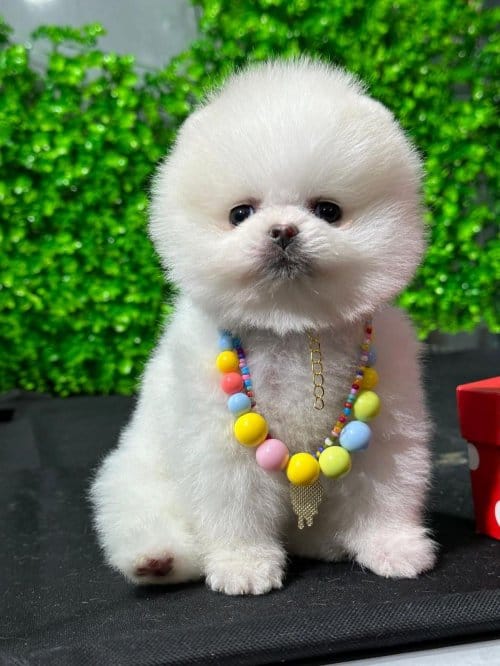Ayı Surat Pomeranian Boo Kore Güzeli En Küçük