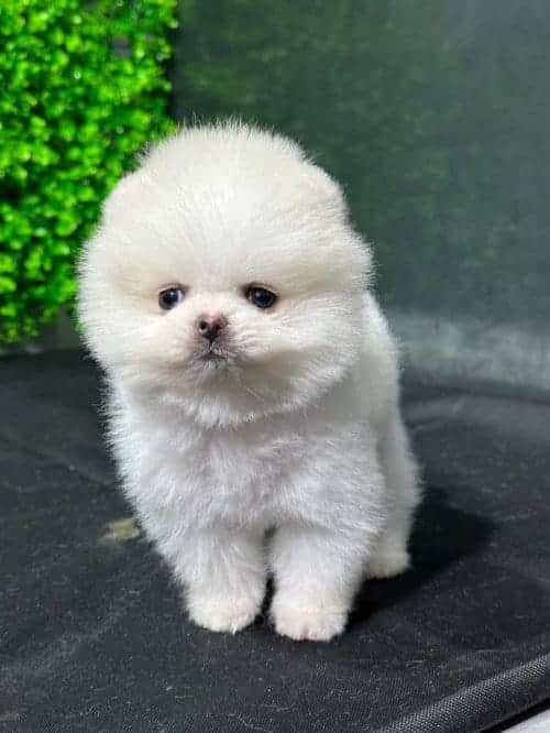 Koreden Getirilen Orijinal Pomeranian Boo Ayı Surat