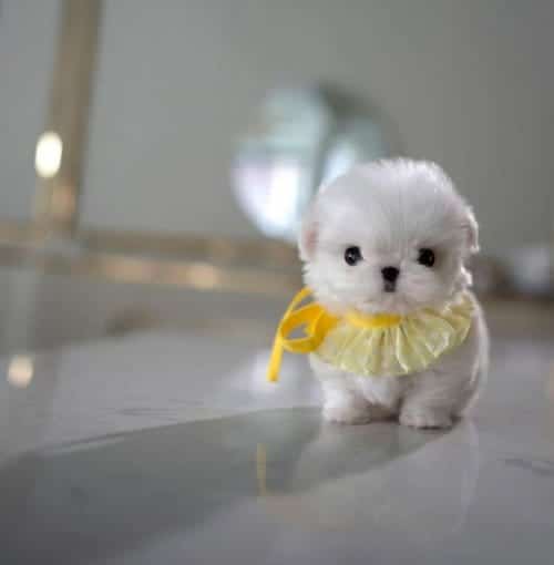 Baby Face Korea Maltese Minnie