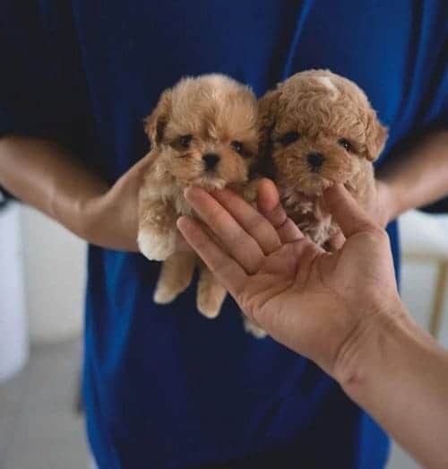 Premium Seri Mini Kore Maltipoo Bebekler