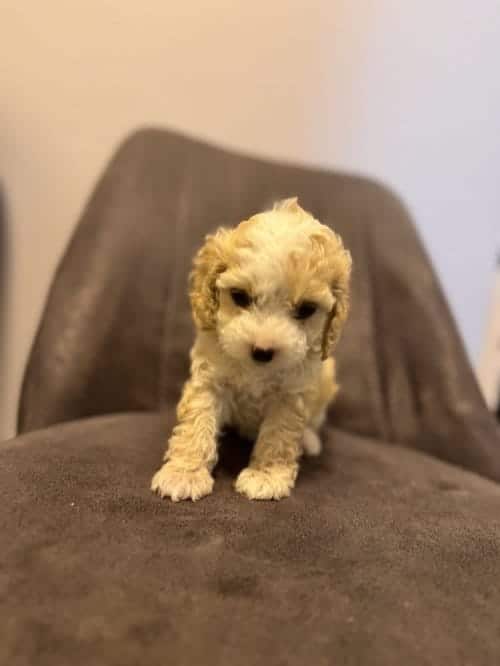 Minnoş Maltipoo Yavrumuz