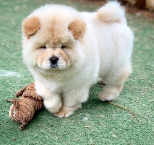 Sevimli Yavru Chow Chow Sevgi Dolu Yuvasını Arıyor