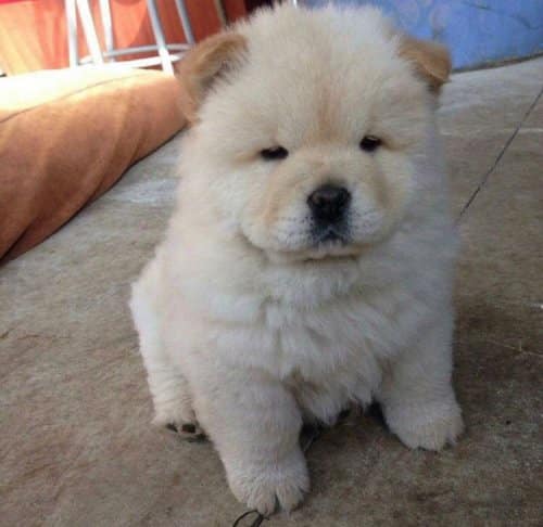 Sevimli Yavru Chow Chow Sevgi Dolu Yuvasını Arıyor