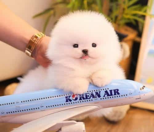 Özel Korea Büyümeyen Pomeranian Boo