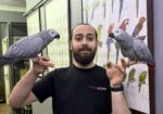 100 Keli̇me Konuşan Full Evci̇l Jako Papağani