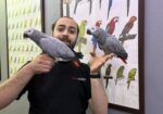 100 Keli̇me Konuşan Full Evci̇l Jako Papağani