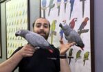 100 Keli̇me Konuşan Full Evci̇l Jako Papağani