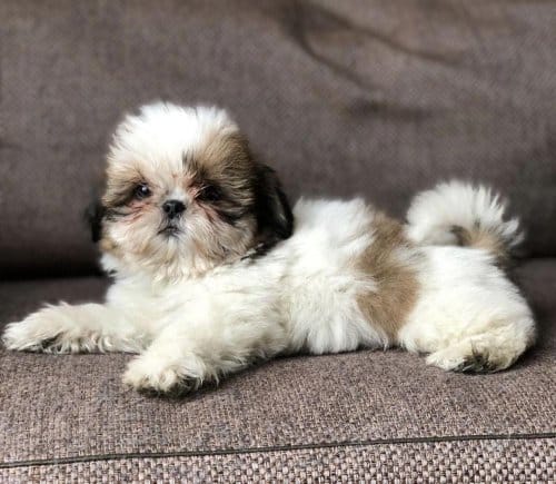 Resmi Işletmeden Shihtzu Yavrular