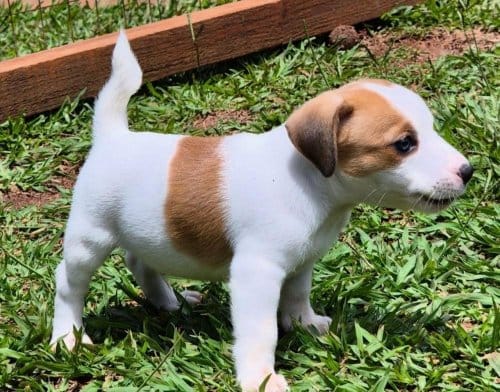 Resmi Işletmeden Orjinal Jack Russel Yavruları