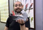 100 Keli̇me Konuşan Full Evci̇l Jako Papağani