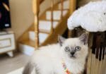 Güzeller Güzeli Ny12 Kızımız British Shorthair