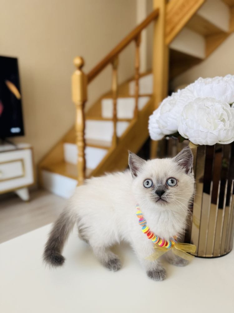 Güzeller Güzeli Ny12 Kızımız British Shorthair