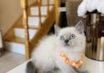 Güzeller Güzeli Ny12 Kızımız British Shorthair