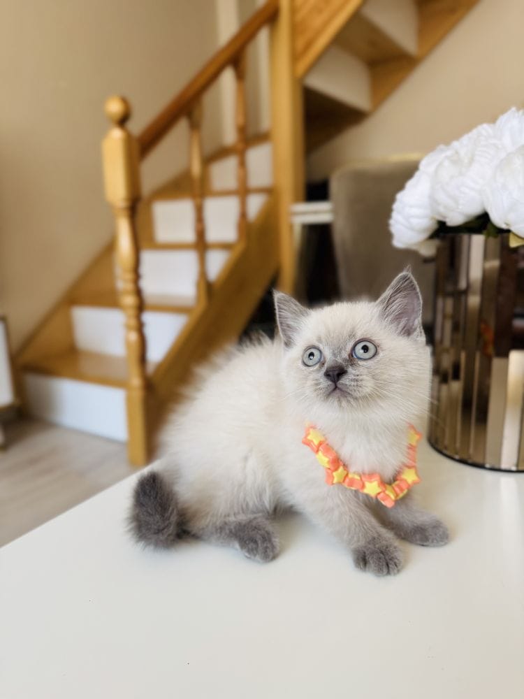 Güzeller Güzeli Ny12 Kızımız British Shorthair