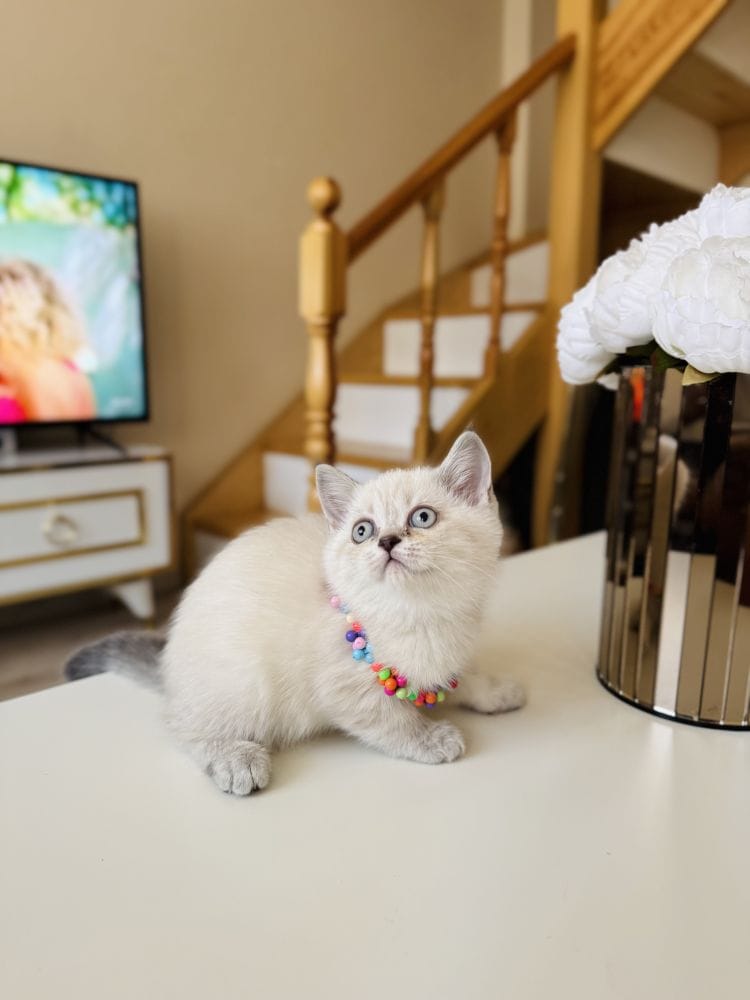 Güzeller Güzeli Ny12 Kızımız British Shorthair