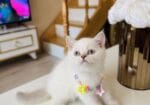 Güzeller Güzeli Ny12 Kızımız British Shorthair