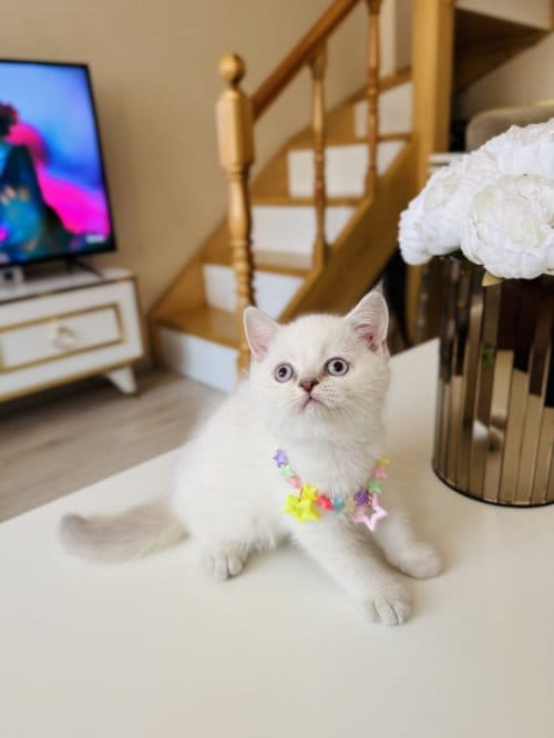 Güzeller Güzeli Ny12 Kızımız British Shorthair
