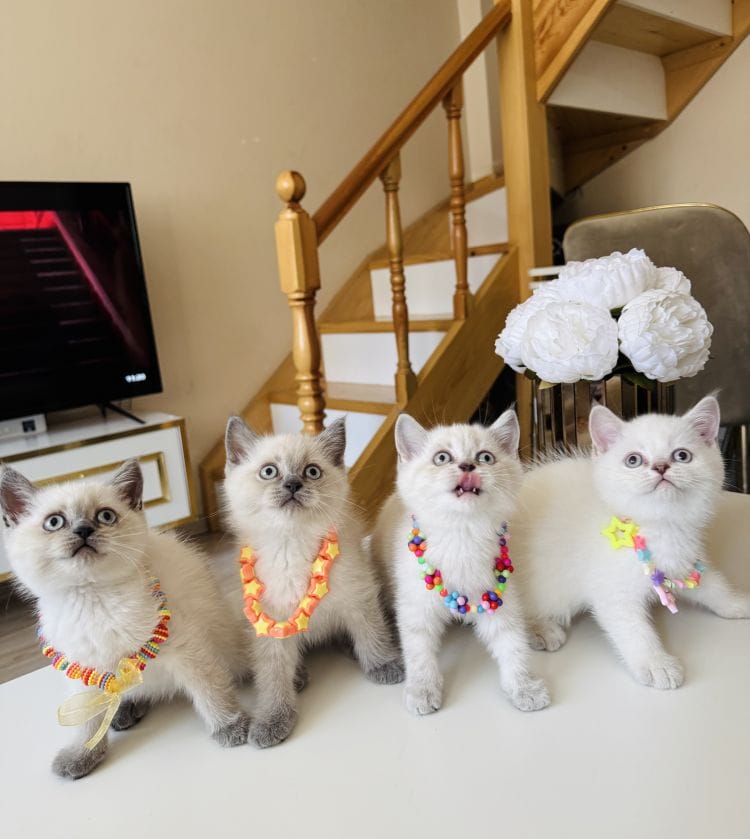 Güzeller Güzeli Ny12 Kızımız British Shorthair