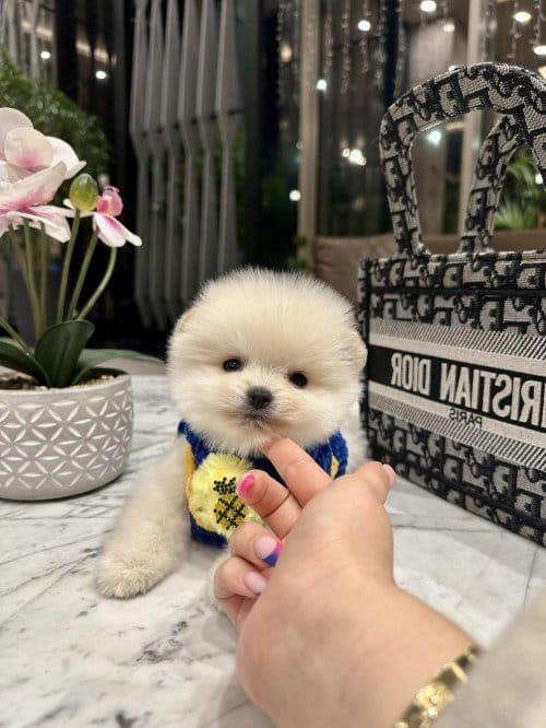 Micro Boy Boo Fiko Yavrumuz