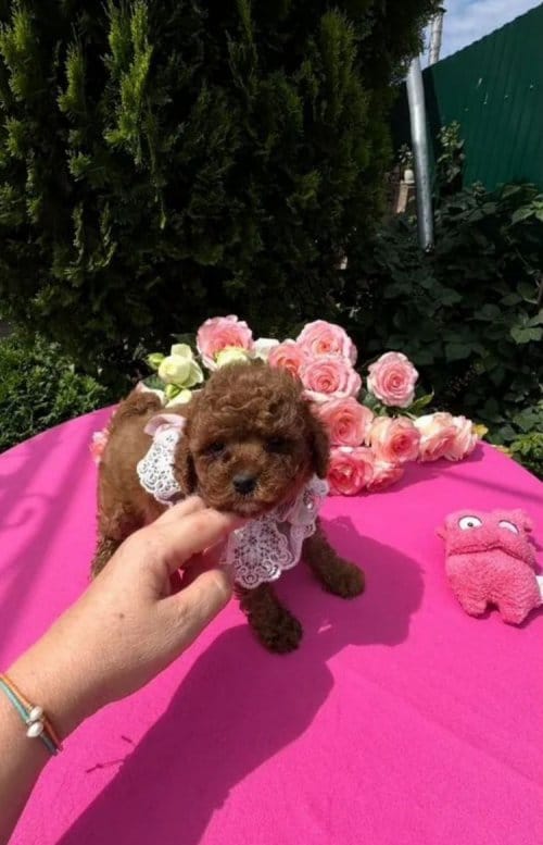 Minik Kalpleri Fetheden Toy Poodle Yavrular Minik Kalpleri Fetheden Toy Poodle Yavrular