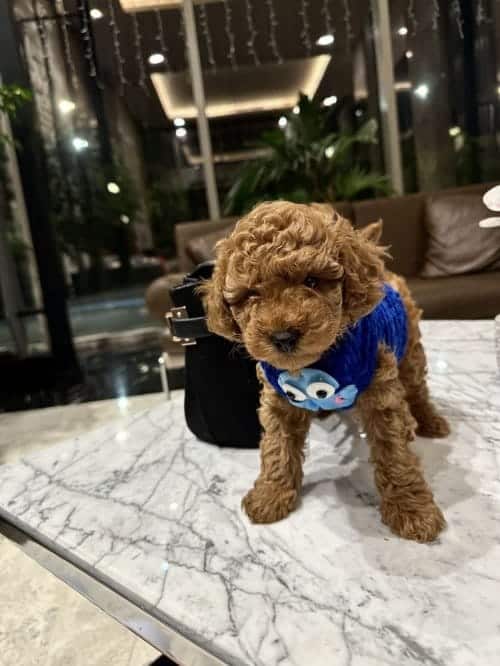 Irk ve sağlık garantili Oyuncak Toy Poodle