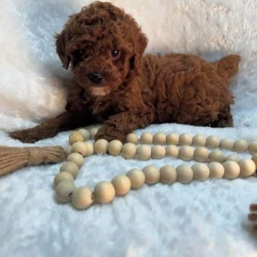 Toy Poodle Eğitimli Ve Sosyal Yavrular
