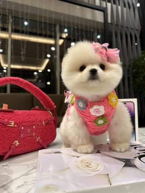 Korea Teacup Bonny Poo
