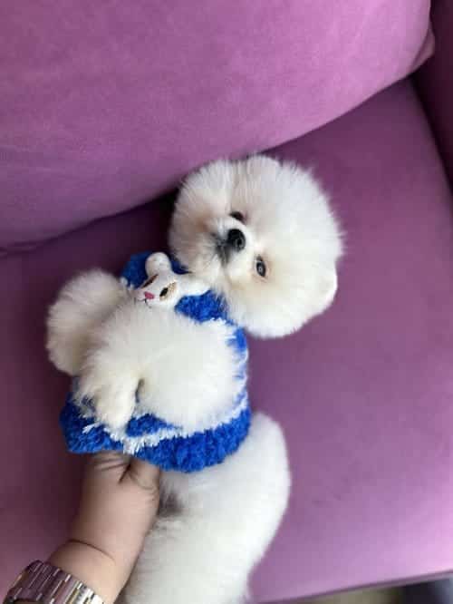 Pomeranian Boo Boncuk Surat