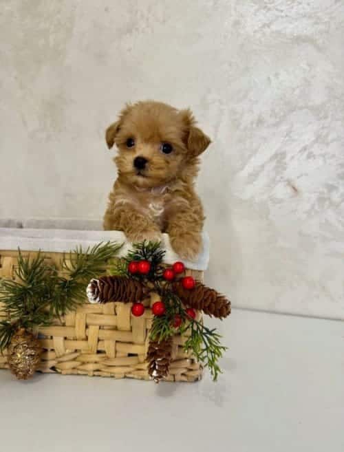 Tüy Dökmeyen Maltipoo Mini Yavrular