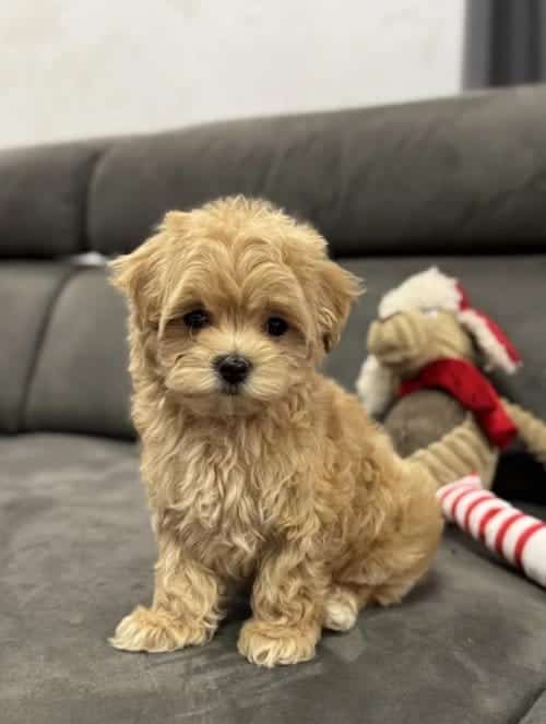 Sevimli Büyümeyecek Maltipoo Yavrular