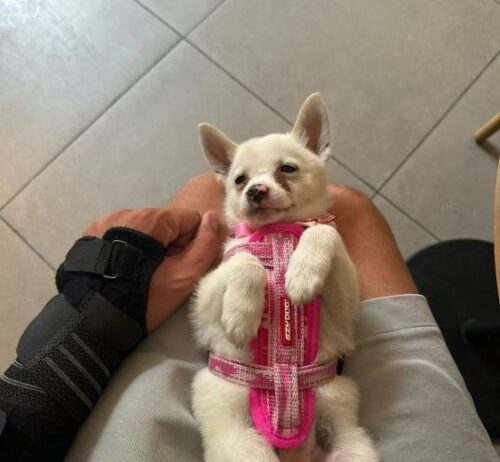 Chihuahua Yavruları, Erkek Ve Dişi