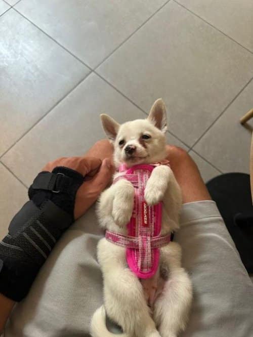 Chihuahua Yavruları, Erkek Ve Dişi