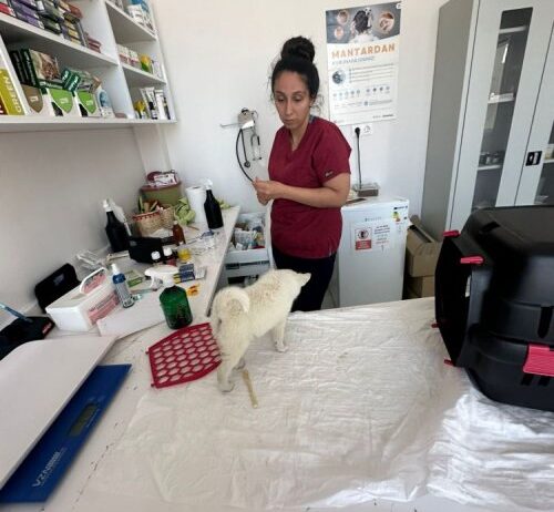 Chihuahua Yavruları, Erkek Ve Dişi