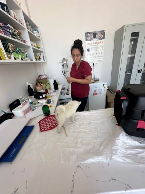 Chihuahua Yavruları, Erkek Ve Dişi