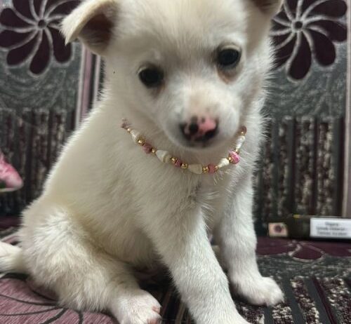 Chihuahua Yavruları, Erkek Ve Dişi