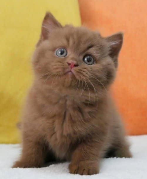 En Güzel Chocolate British Shorthair
