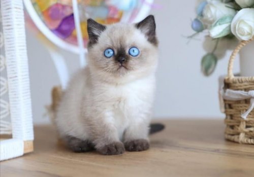 En Nadide Çikolata Point British Shorthair