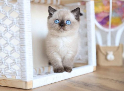 En Nadide Çikolata Point British Shorthair
