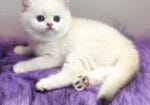 Ucretli Sahiplendirme Dünya Tatlısı British Shorthair